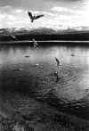 birds mountains and loch (low res).jpg (265302 bytes)