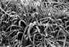 frozen plants (low res).jpg (291233 bytes)