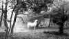 new forest ponies (low res).jpg (280226 bytes)