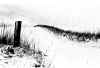 snow hedge (low res).jpg (218397 bytes)