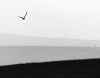 soaring bird (low res).jpg (194689 bytes)