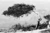 spanish tree (low res).jpg (234693 bytes)